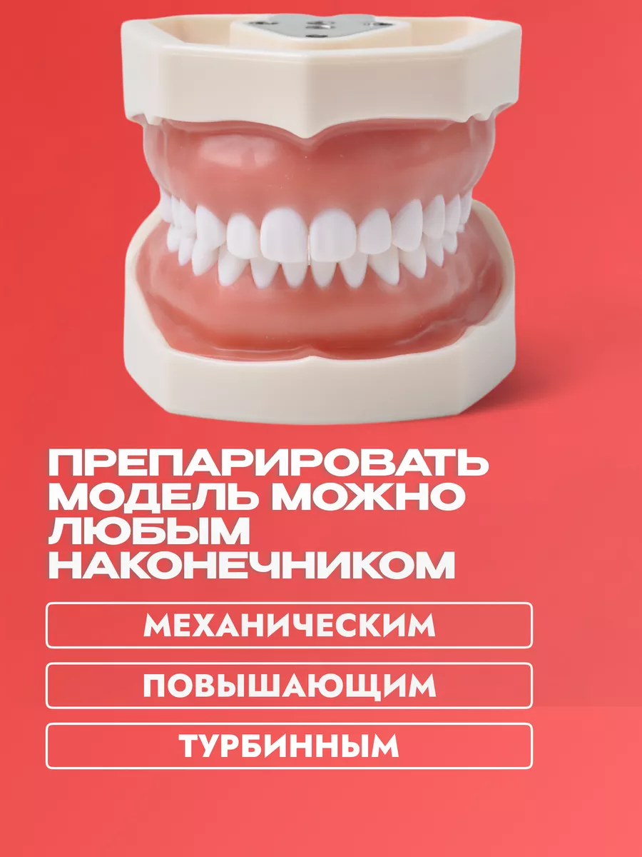 Учебная модель челюсти со съёмными зубами