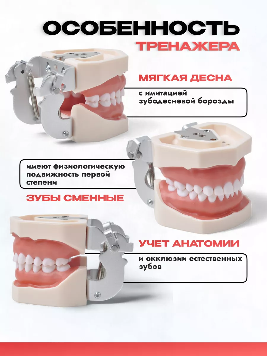 Учебная модель челюсти со съёмными зубами