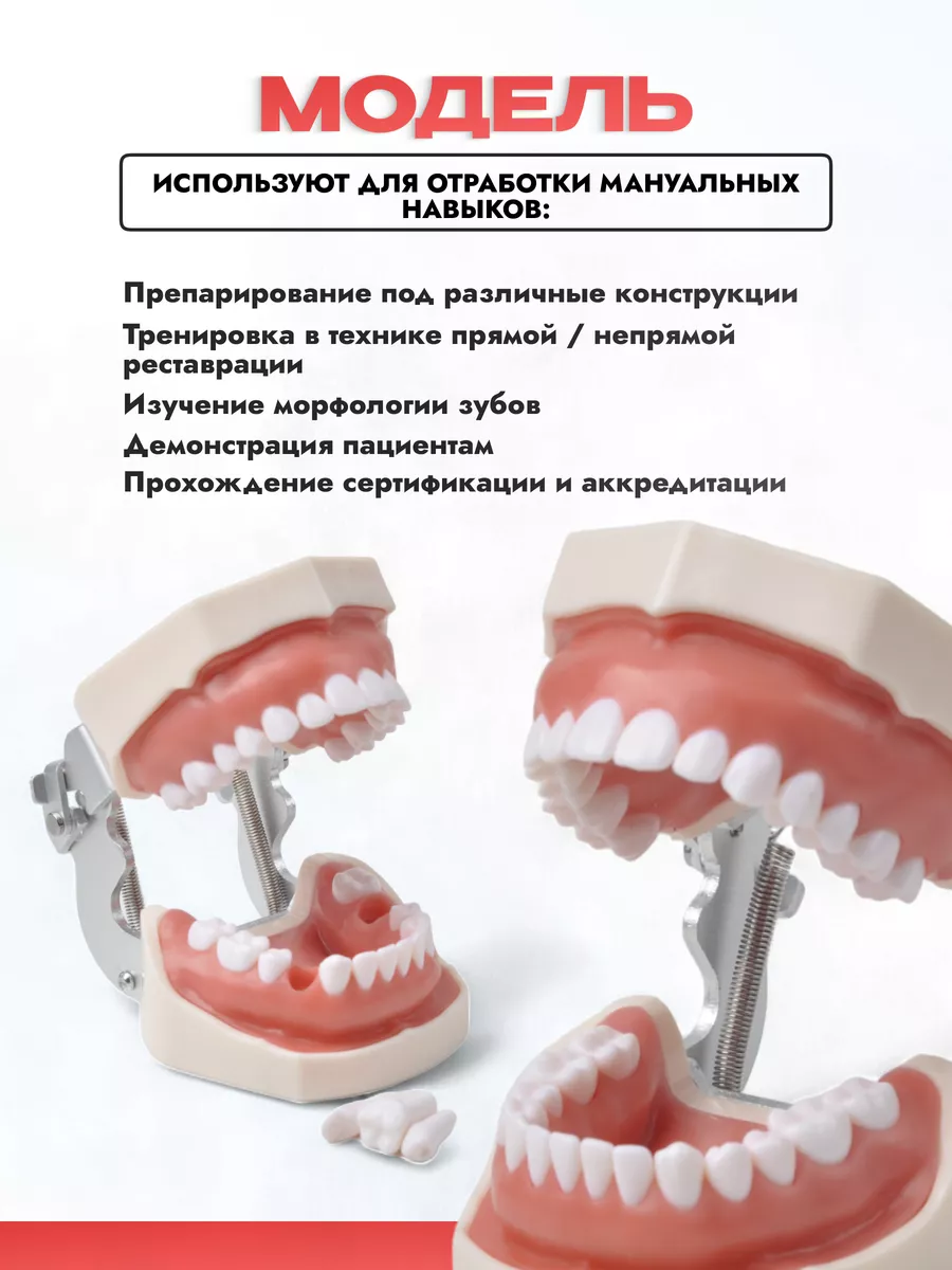 Учебная модель челюсти со съёмными зубами