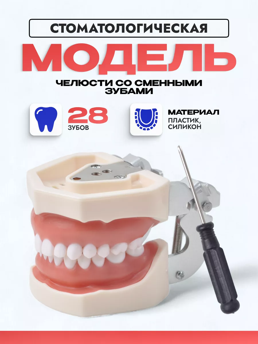 Учебная модель челюсти со съёмными зубами