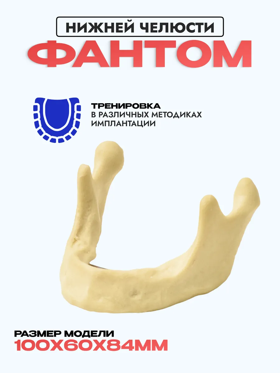 Модель нижней челюсти для имплантации/без зубов