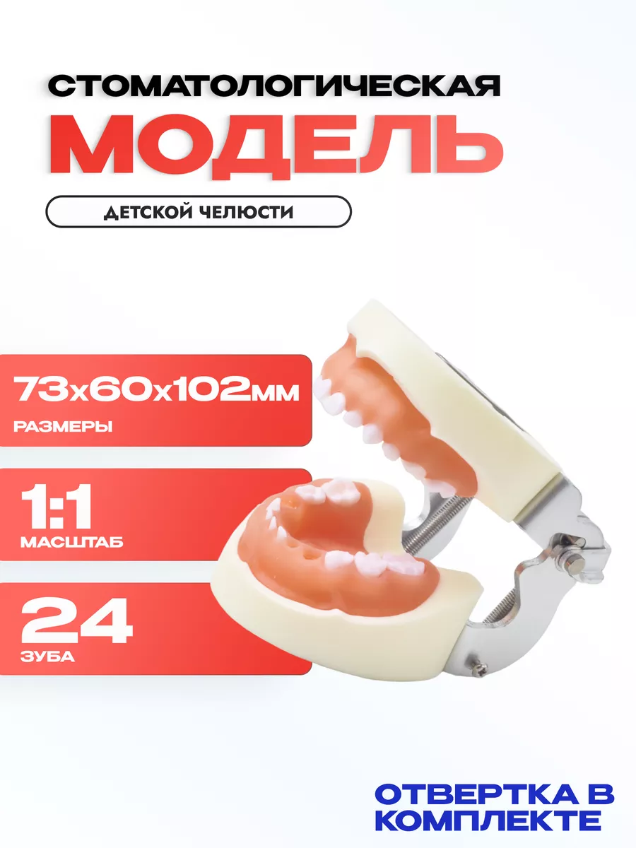 Учебная модель детской челюсти со съёмными 24 зубами