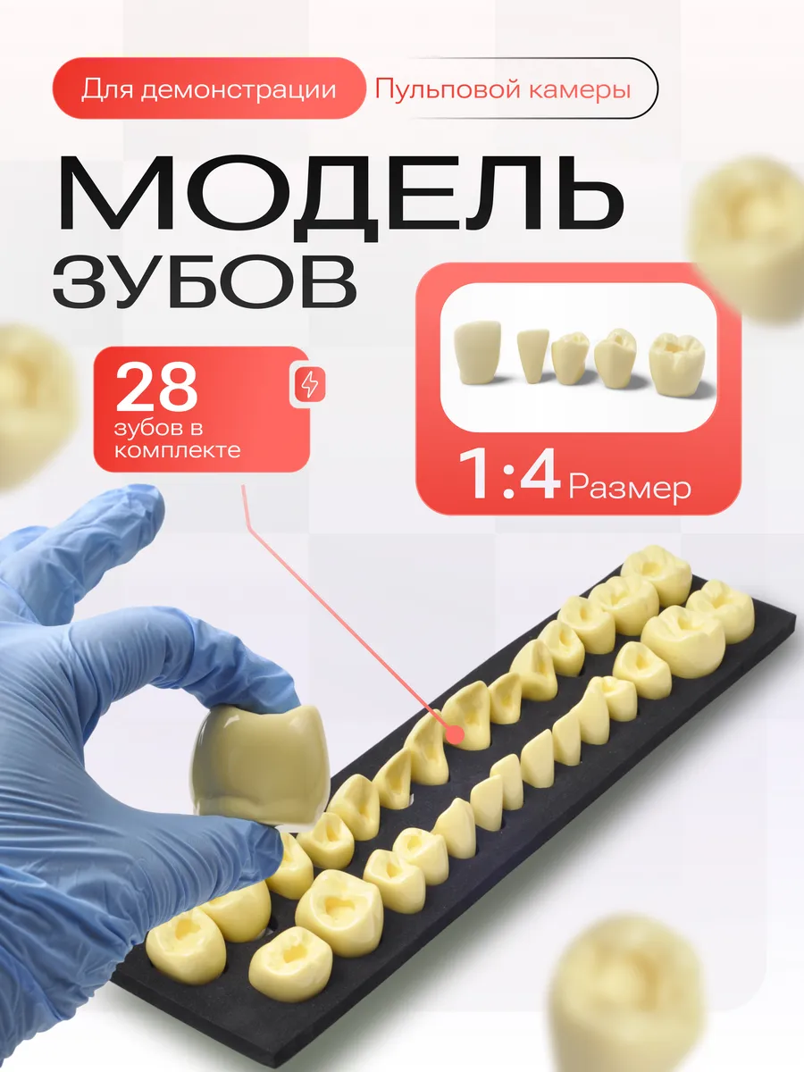 Модель зубов для изучения