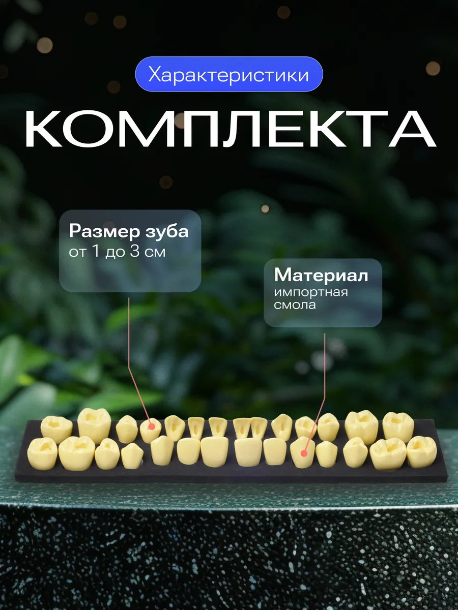 Модель зубов для изучения