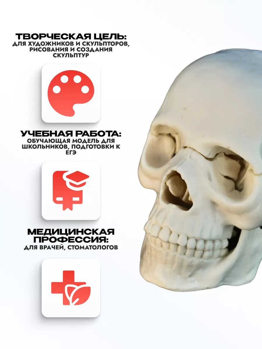 Анатомическая учебная модель черепа разборная