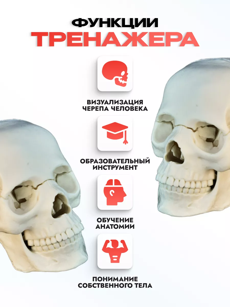 Анатомическая учебная модель черепа разборная