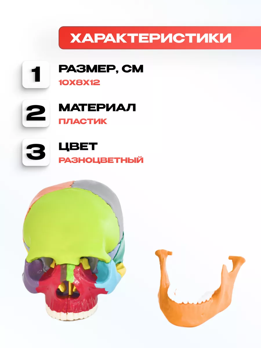 Анатомическая учебная модель черепа разборная 1:2