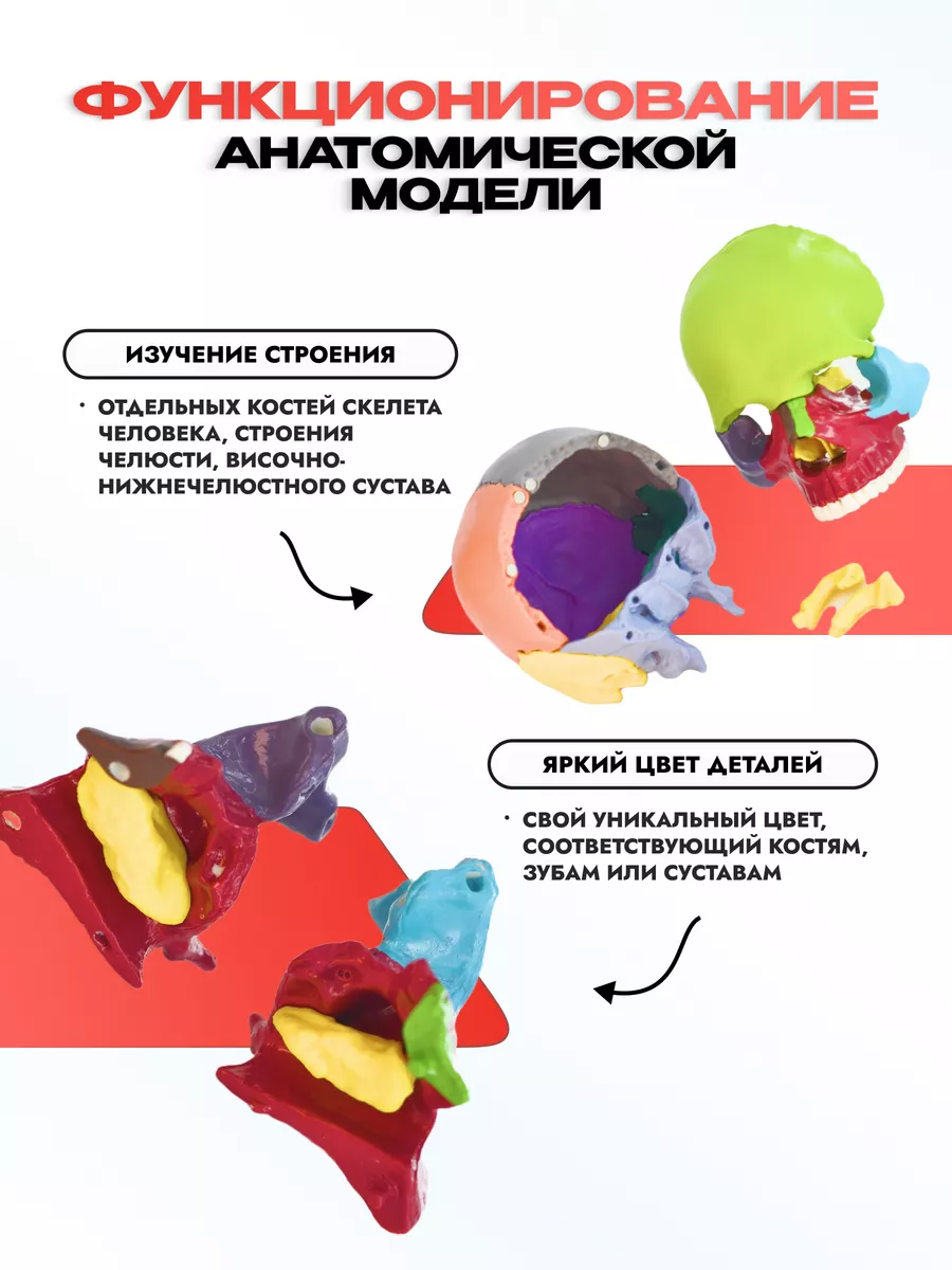 Анатомическая учебная модель черепа разборная 1:2