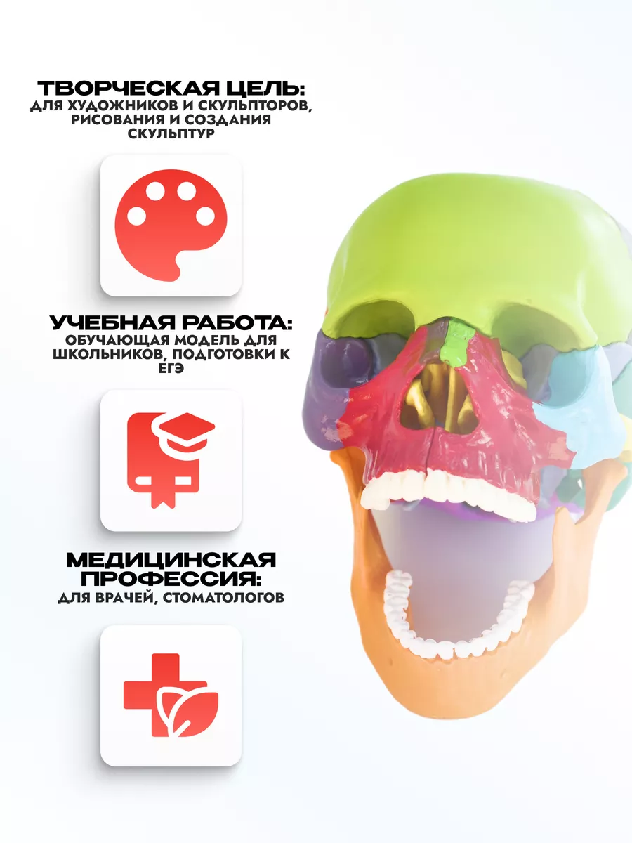 Анатомическая учебная модель черепа разборная 1:2