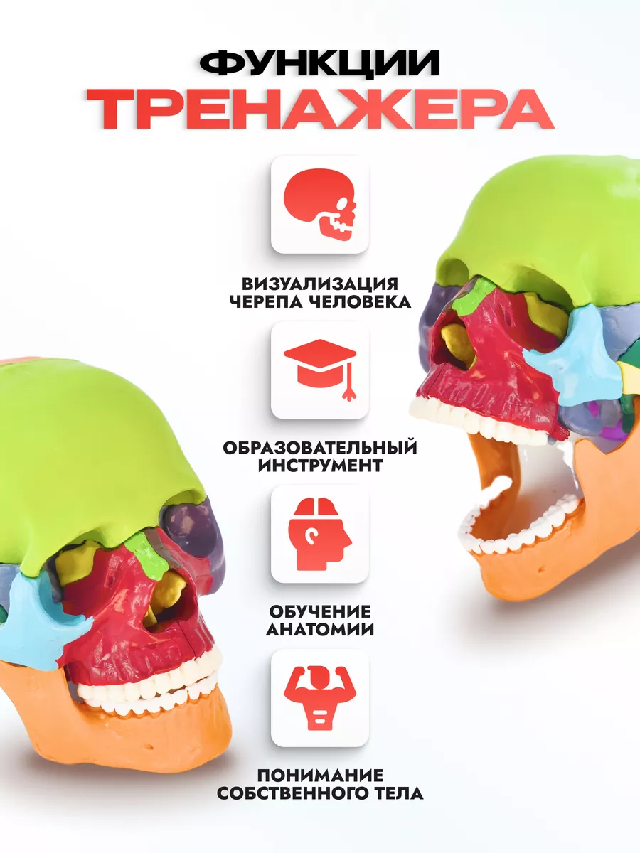 Анатомическая учебная модель черепа разборная 1:2
