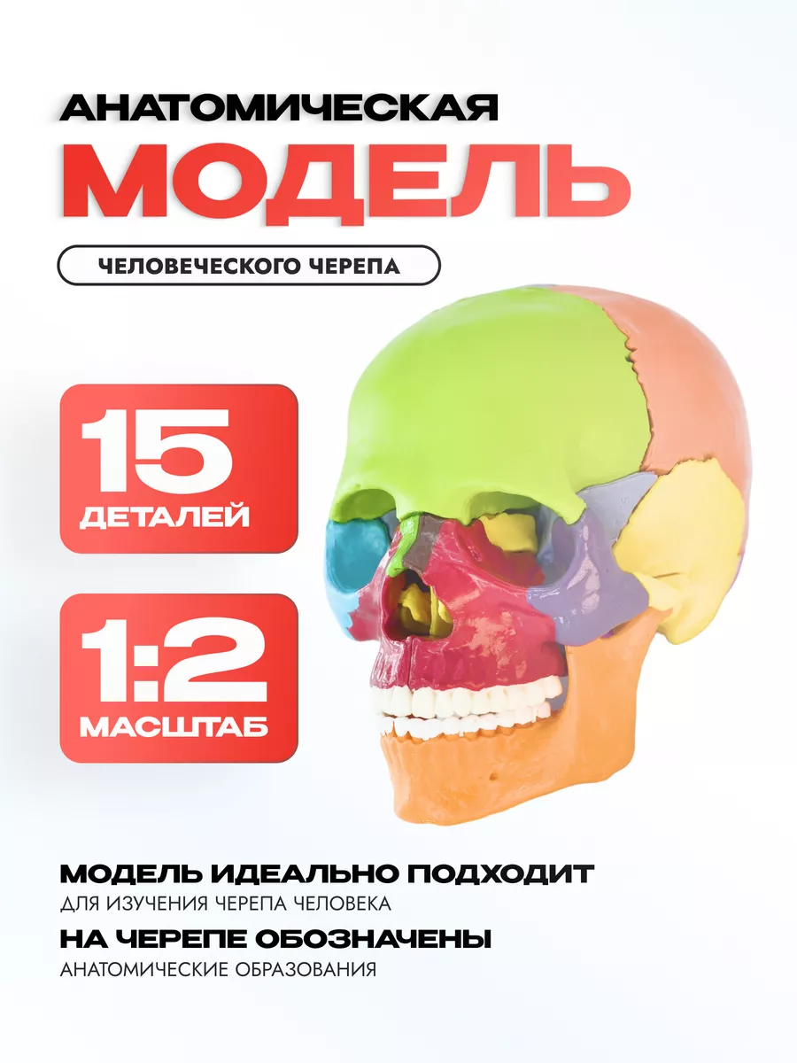 Анатомическая учебная модель черепа разборная 1:2