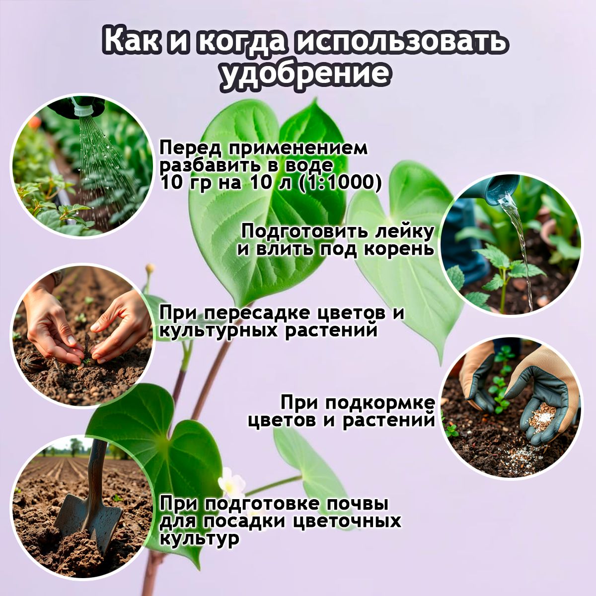 Удобрение комнатное растение - фикус бенджамина , антуриум
