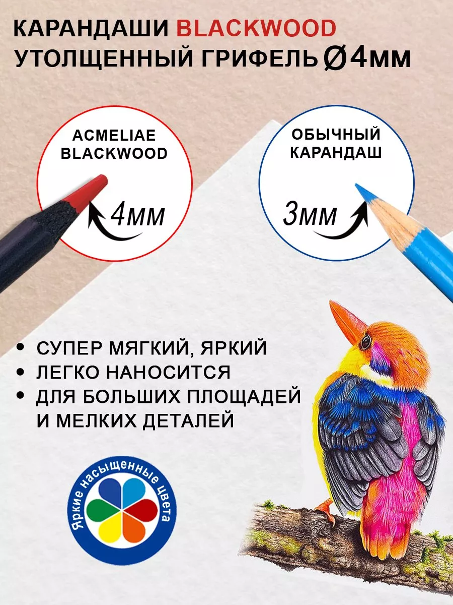 Цветные художественные карандаши мягкие 24 цвета Blackwood